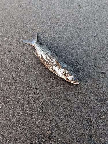 ボラの釣果