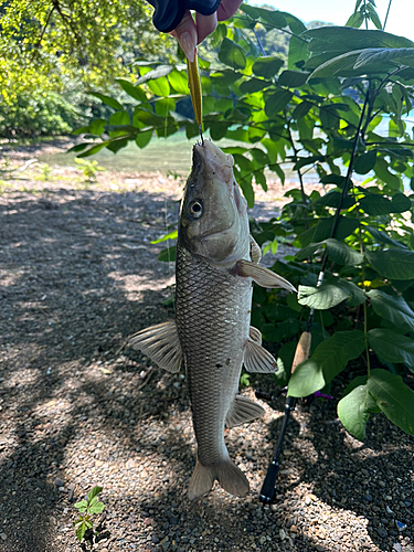 ニゴイの釣果