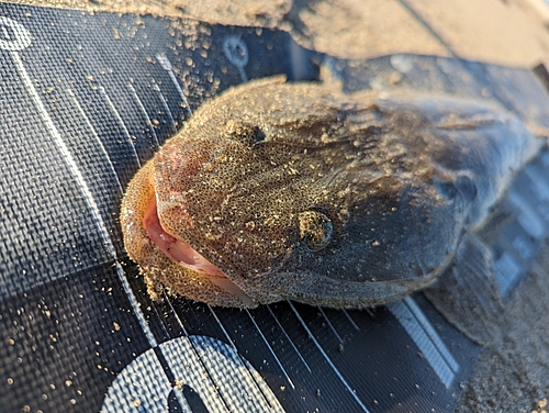 マゴチの釣果