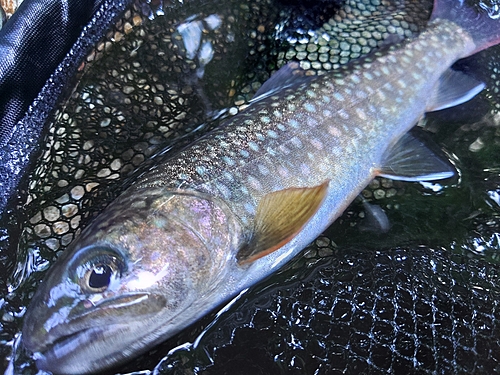 イワナの釣果