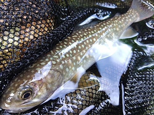 イワナの釣果