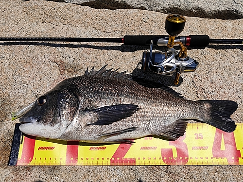 クロダイの釣果