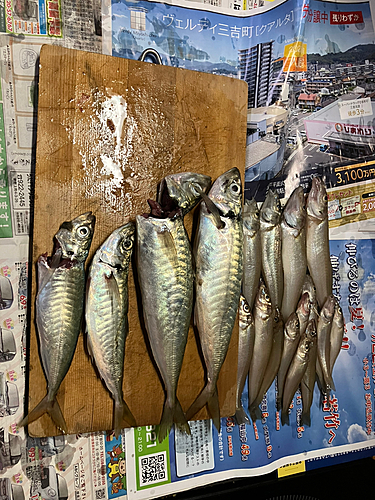 アジの釣果