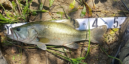 ブラックバスの釣果