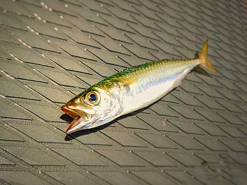 サバの釣果