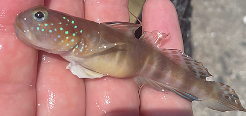 ハゼの釣果