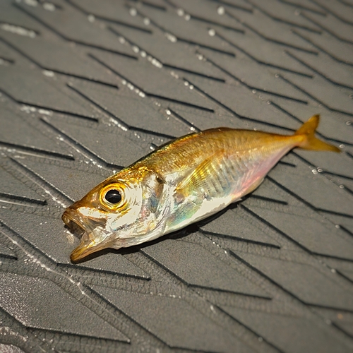 マアジの釣果