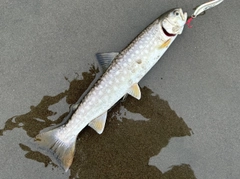 アメマスの釣果