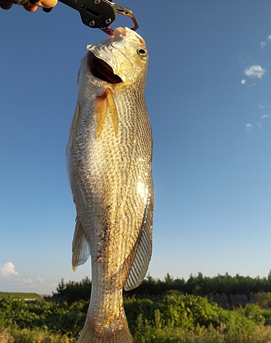 イシモチの釣果