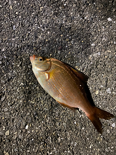 ウミタナゴの釣果