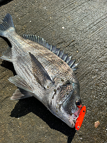 クロダイの釣果