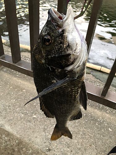 チヌの釣果