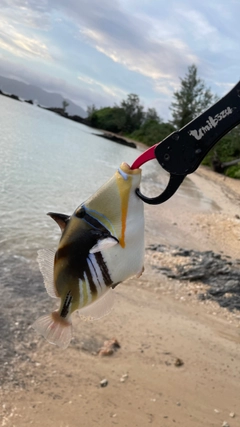 ムラサメモンガラの釣果