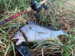 キビレの釣果