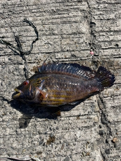 オハグロベラの釣果