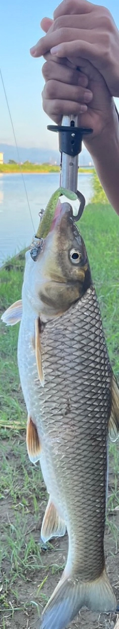 ニゴイの釣果