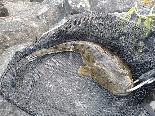 マゴチの釣果