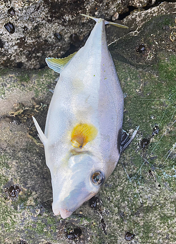 ギマの釣果