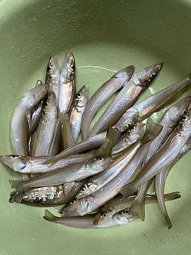 キスの釣果