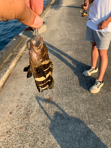 アオハタの釣果