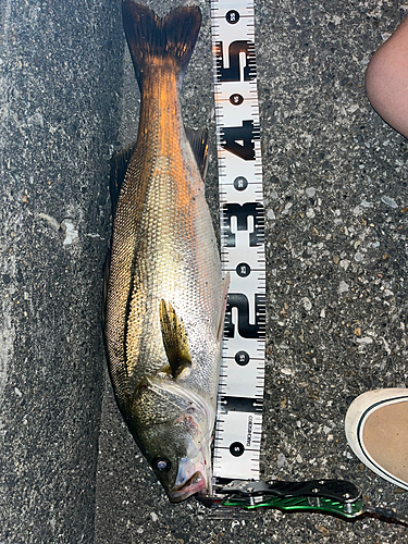 シーバスの釣果