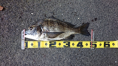 クロダイの釣果