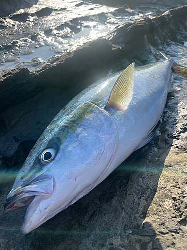 ブリの釣果