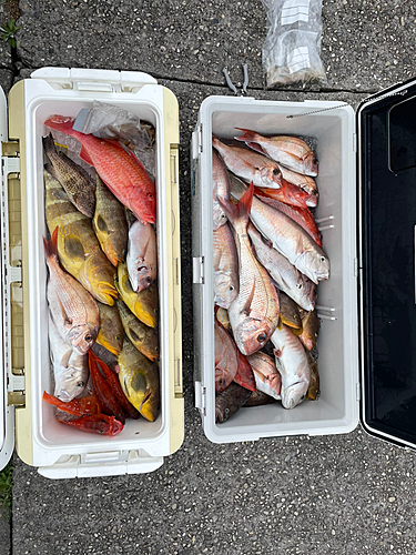 シロアマダイの釣果