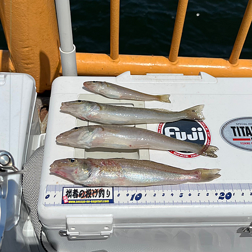 シロギスの釣果