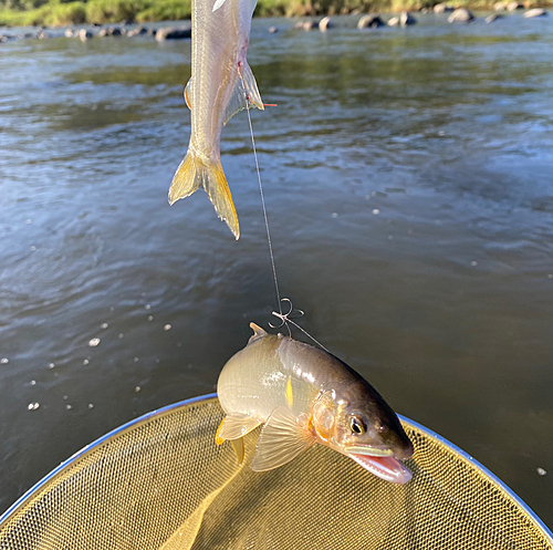 アユの釣果