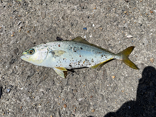 ツバスの釣果