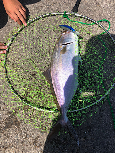 ショゴの釣果