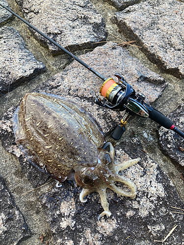 コウイカの釣果