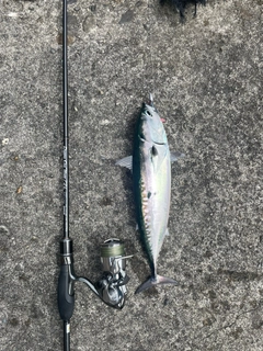 マルソウダの釣果