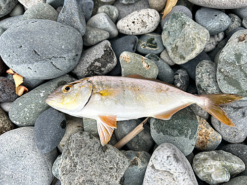 ショゴの釣果