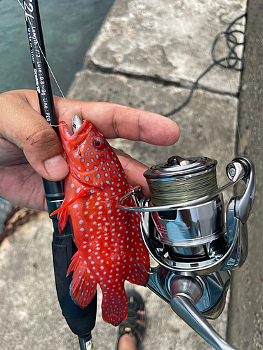 ユカタハタの釣果