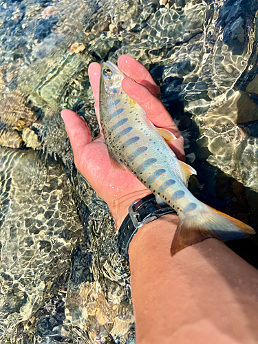 アマゴの釣果