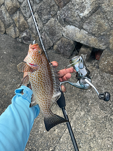 オオモンハタの釣果