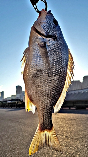 キチヌの釣果