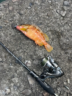 アカハタの釣果