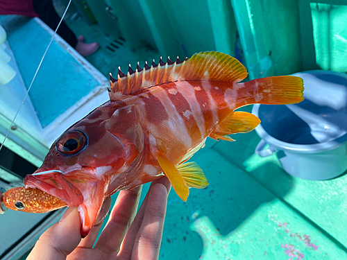 アカハタの釣果