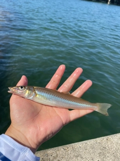 シロギスの釣果