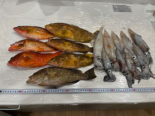 キジハタの釣果