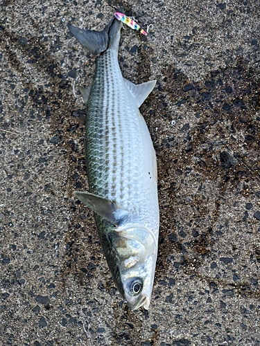 ボラの釣果