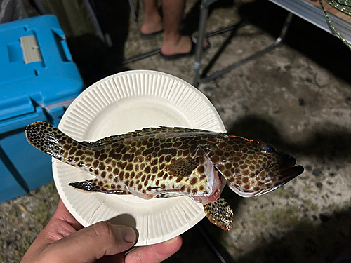 イシミーバイの釣果