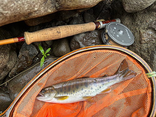 ヤマメの釣果