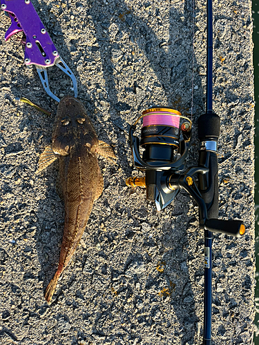 マゴチの釣果