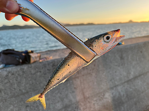 サバの釣果