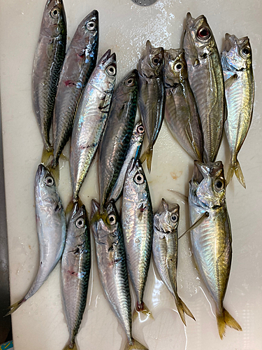 アジの釣果