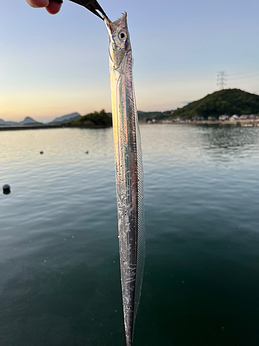 タチウオの釣果